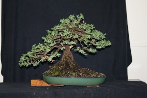 Thinning the inside foliage shows the trunk and age of the tree well. It can be reduced in size a little more in spring to give even more power to the trunk