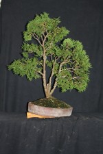 I did not get a before shot of this Chanaecyprus, but it was a very bushy specimen with no definition. 2 centre trunks removed shows a nice open structure with good direction. The angle change is to get the main trunk more upright and improve the flow to the right.