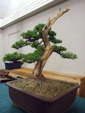 Closer to the front with the foliage designed to hide the heavy first branch from within the bend.