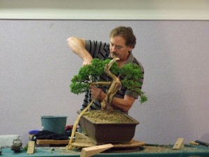 A good layer of raffia was applied to the heavy,  straight first branch to move the foliage closer to the trunk