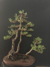 This is the group 2 months later. All old needles removed and new needles everywhere. This will grow well for the summer