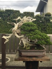 Kimura's garden. To stand in front of this tree was a huge thrill. I have seen it in books since it was first turned upside down.