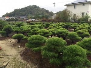 Takamatsu and Koji Hiramatsu's nursery