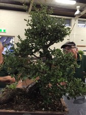 Cork Oak for something different