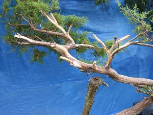 A fair number of dead branches at the top of the tree. Some of these could limit bending