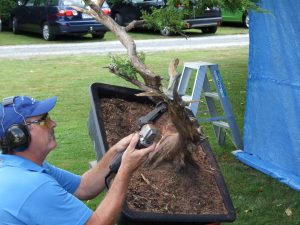 Cleaning the wood up the trunk to the first bend and working towards highlighting the live vein