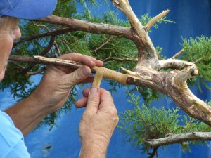 Time to raffia a few branches to be able to move them all forward to the new front. Very important to use raffia in a broad strand and make sure it all overlaps well to support the branch properly