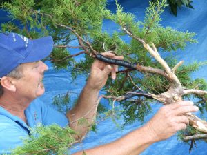 Set up the guy wires in the right positions after testing the branch to see where you want it to go