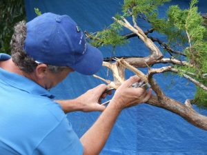 This branch needed to bend back down along the line of the trunk below so it needed to be separated from the dead wood to make that happen.