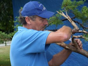 Then cleaning out the dead centre by cut and tear to clean the dead wood away and leave only the live tissue