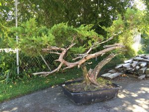 There is only one vein at the base of the tree and nice flow to the base of the trunk. He appears to bow from here.