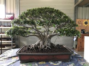 Beautiful Fig at Fraser Coast Bonsai Group