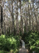 Paperbark grove with ferns and climbing maidenhair. Very beautiful