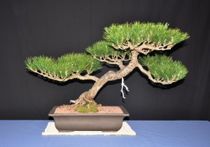 1 Japanese Black Pine