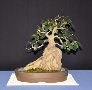 11 Fig