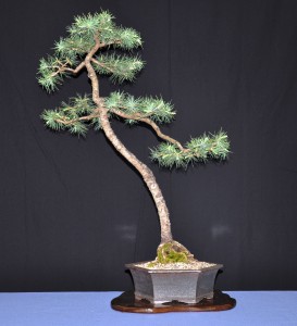 16 Deodara Cedar