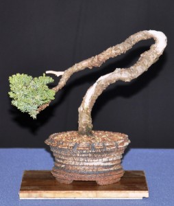18 Needle Juniper