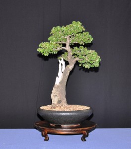 19 English Elm Sabimiki
