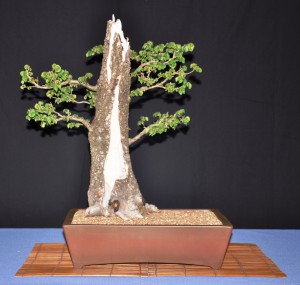 3 English Elm hollow trunk