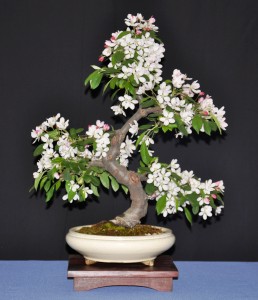 30 Crab apple