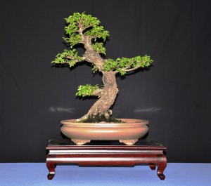 31 Chinese Elm 2009