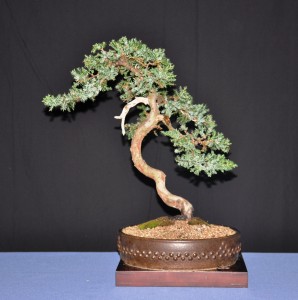 4 Juniper slanting