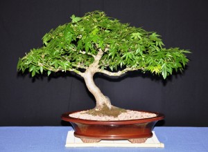 5 Japanese Maple