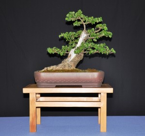 6 English Elm