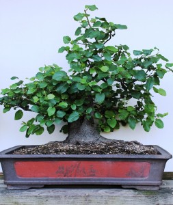 Photo 30 January 2013 showing bonsai in full leaf.