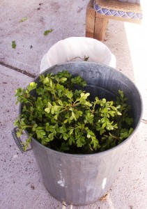 The discarded foliage.