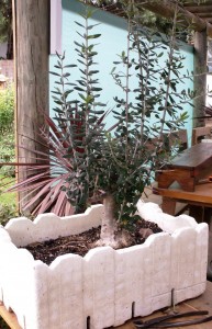 The olive when first received