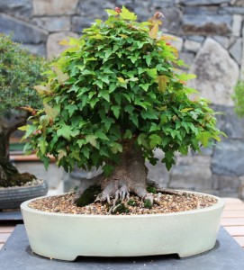 Trident Maple