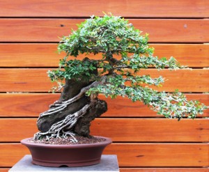 Root over rock Chinese Elm