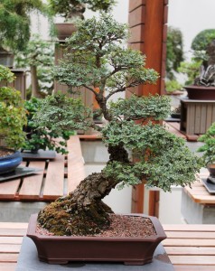 Seiju Elm