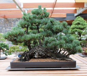 Japanese White Pine