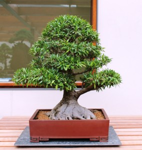 Willow leaf Fig