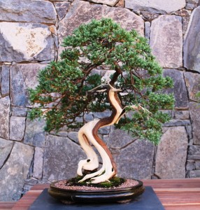 Japanese garden juniper