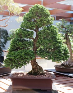 Dwarf Hinoki Cypress