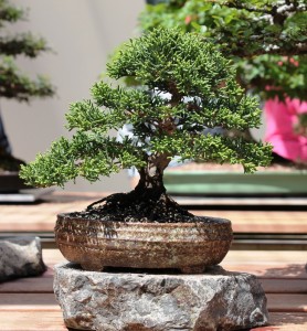 Chinese juniper - shohin