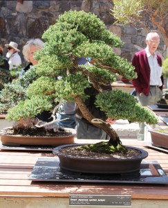 Japanese garden juniper