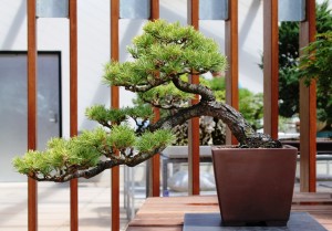 Himalayan Cedar