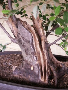 Up close of the carving of the front part of the tree.