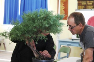 A "raw" juniper starting its journey.