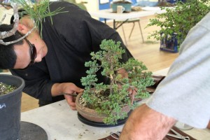 A few suggestions for a shohin juniper.