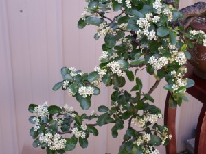 A close-up of the flowers in 2007