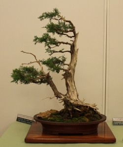 AABC Convention  003 Golden Chinese Juniper