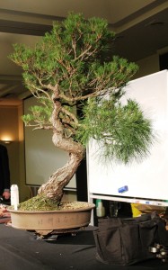 The tree as it looked before any work commenced.