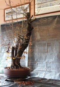 Tree 2