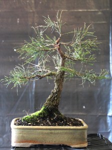 A bonsai in one of Penny's pots