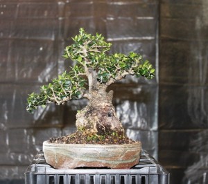 Another bonsai in a different pot